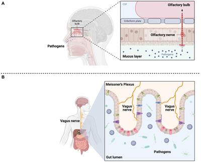 COVID-19 and neurological disorders: what might connect Parkinson’s disease to SARS-CoV-2 infection